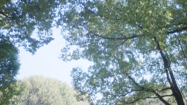 lin_yichun_shop_video